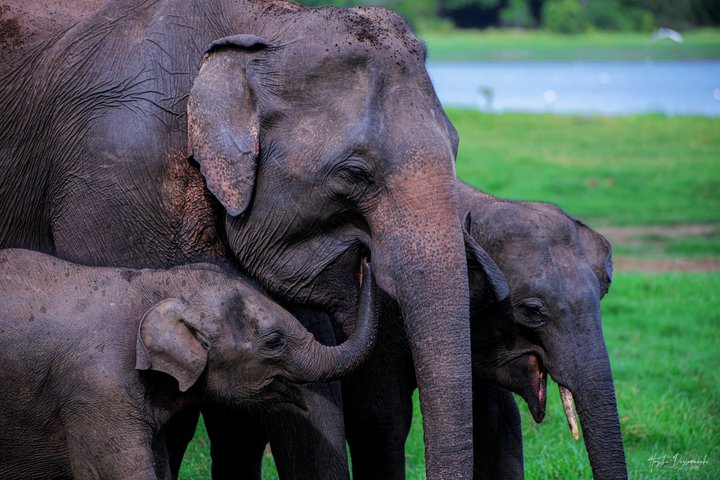 Minneriya National Park Private Jeep Safari with Expert Guide
