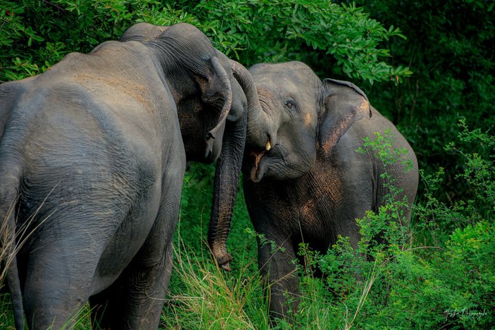 Minneriya National Park Private Jeep Safari with Expert Guide