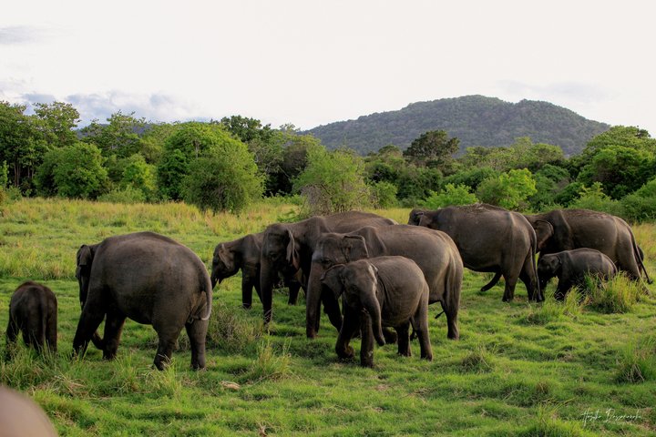 Minneriya National Park Private Jeep Safari with Expert Guide