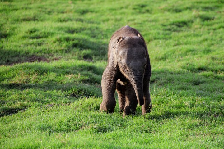 Minneriya National Park Private Jeep Safari with Expert Guide