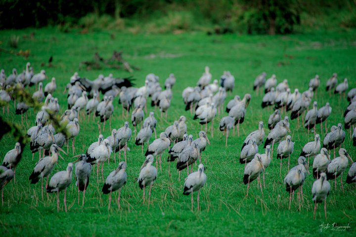Minneriya National Park Private Jeep Safari with Expert Guide