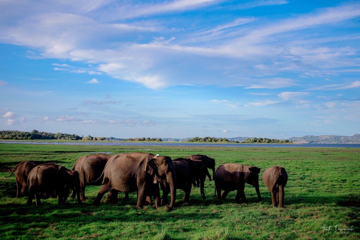 Minneriya National Park Private Jeep Safari with Expert Guide