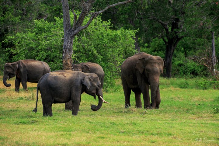 Minneriya National Park Private Jeep Safari with Expert Guide