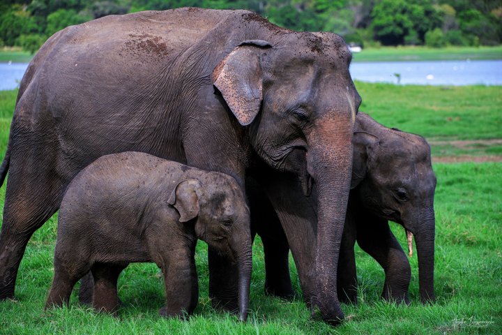 Minneriya National Park Half Day Private Safari With Expert Guide