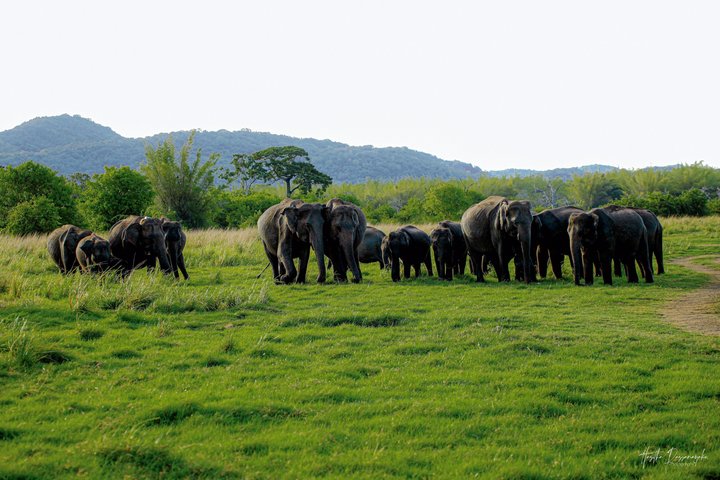 Minneriya National Park Half Day Private Safari With Expert Guide