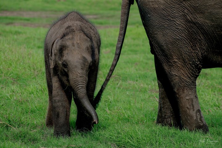 Minneriya National Park Half Day Private Safari With Expert Guide