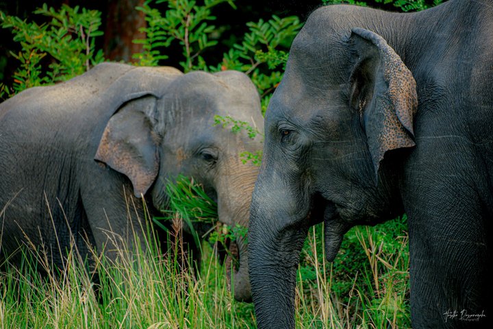 Minneriya National Park Half Day Private Safari With Expert Guide