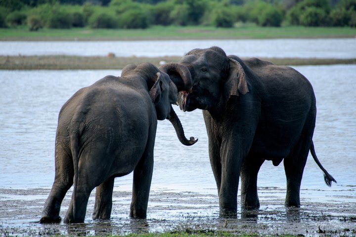 Minneriya National Park Half Day Private Safari With Expert Guide