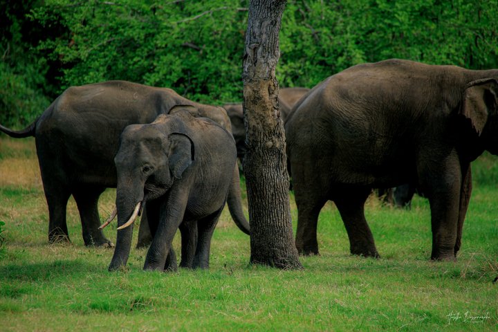 Minneriya National Park Half Day Private Safari With Expert Guide