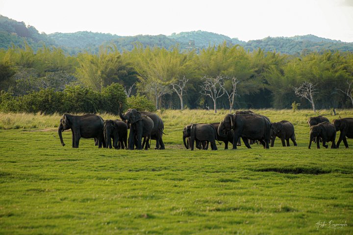 Minneriya National Park Half Day Private Safari With Expert Guide