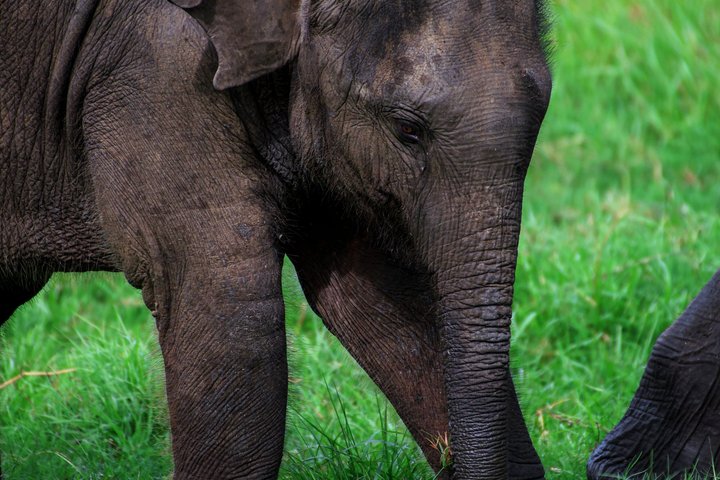 Minneriya National Park Half Day Private Safari With Expert Guide