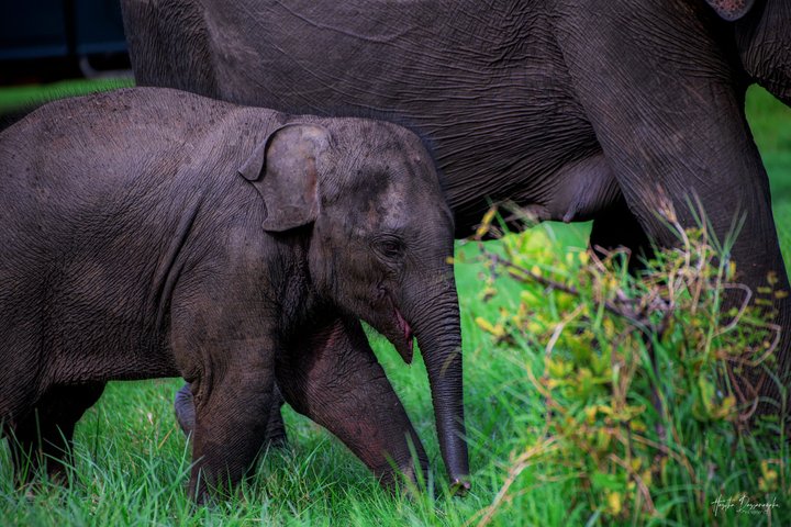 Minneriya National Park Half Day Private Safari With Expert Guide