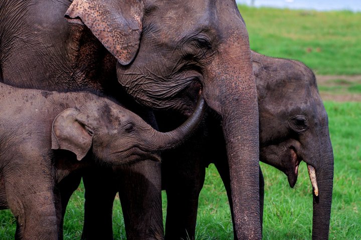 Minneriya National Park Half Day Private Safari With Expert Guide