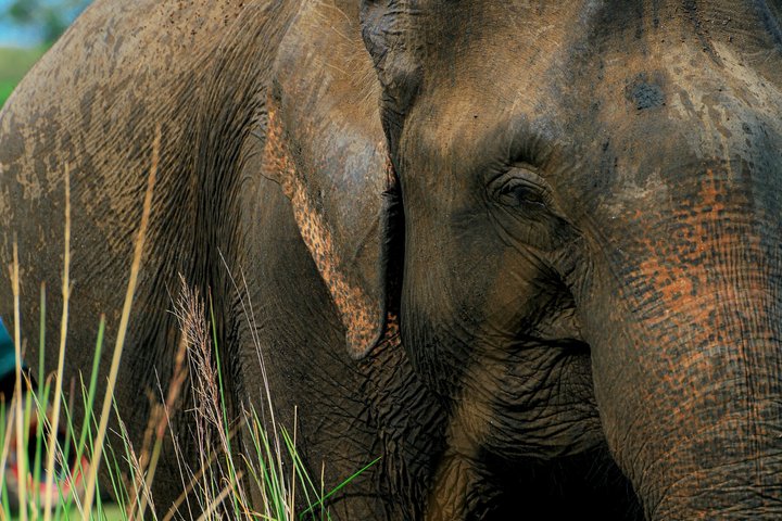 Minneriya National Park Half Day Private Safari With Expert Guide