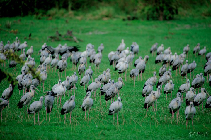 Minneriya National Park Half Day Private Safari With Expert Guide