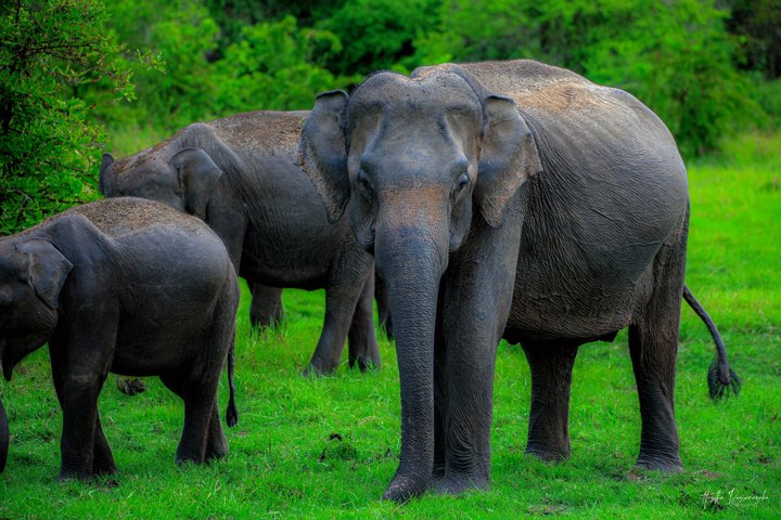 Minneriya National Park Half Day Private Safari With Expert Guide