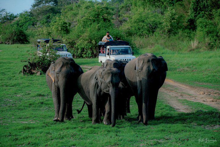 Minneriya National Park Half Day Private Safari With Expert Guide