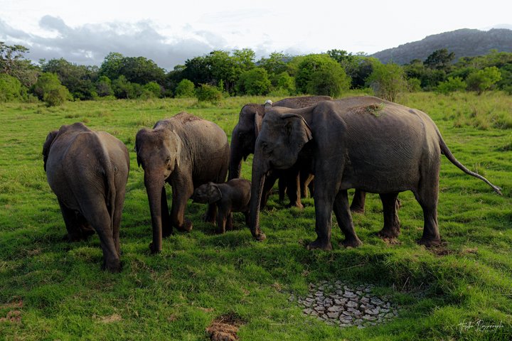 Minneriya National Park Half Day Private Safari With Expert Guide