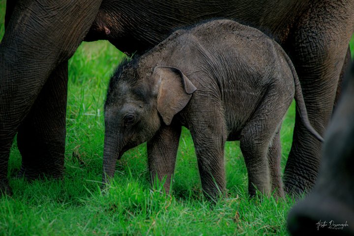 Minneriya National Park Half Day Private Safari With Expert Guide