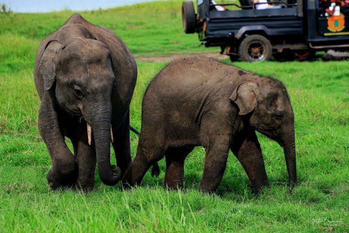 Minneriya National Park Half Day Private Safari With Expert Guide