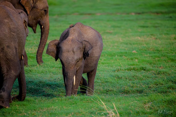 Minneriya National Park Half Day Private Safari With Expert Guide