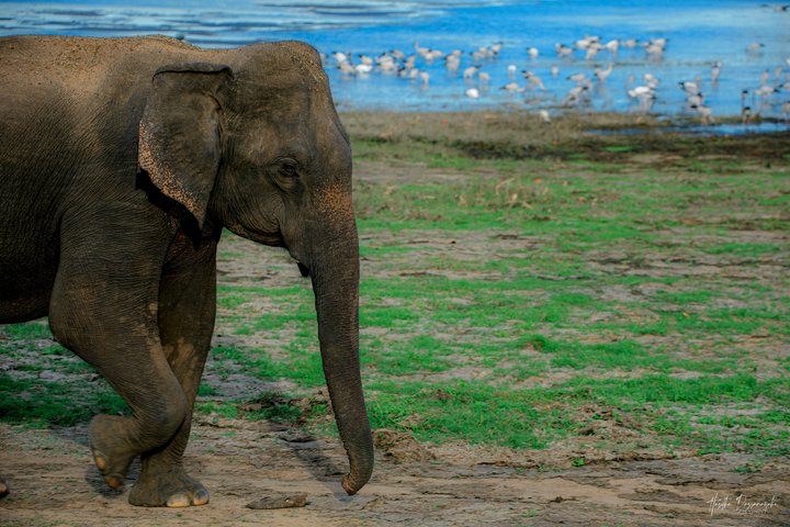 Minneriya National Park Half Day Private Safari With Expert Guide