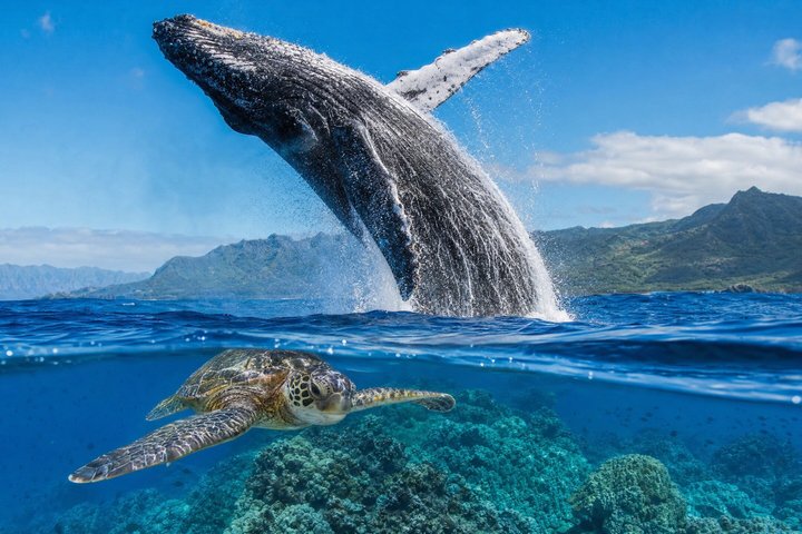 Ultimate Ocean Encounter Group Charter