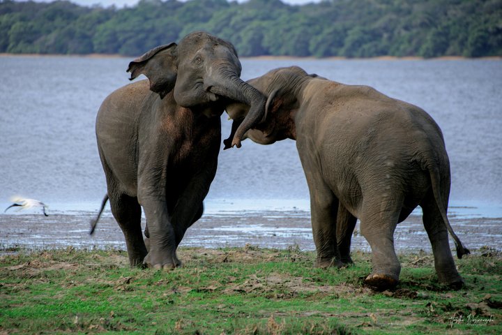 Sigiriya Hike & Minneriya Safari Private Full Day Tour