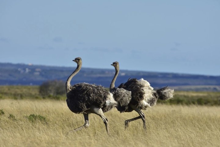 Mossel Bay Wildlife Safari Experience