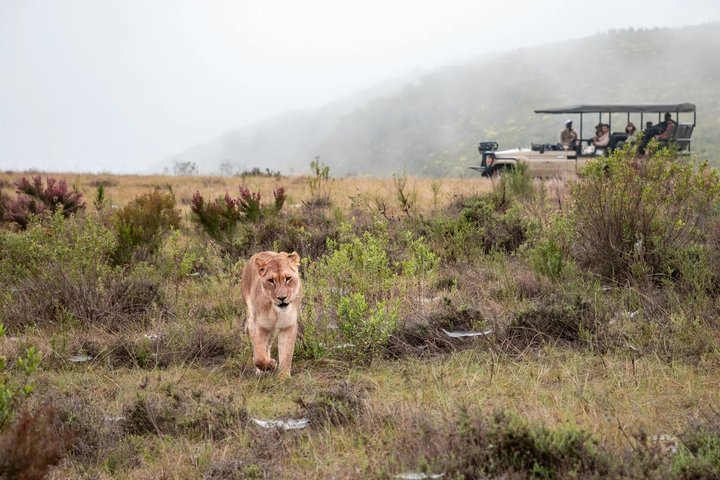 Mossel Bay Wildlife Safari Experience