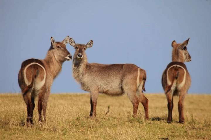 Mossel Bay Wildlife Safari Experience