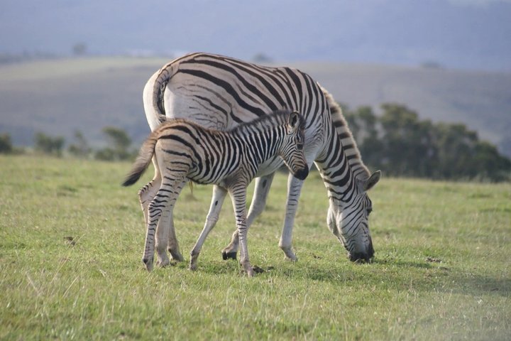 Mossel Bay Wildlife Safari Experience
