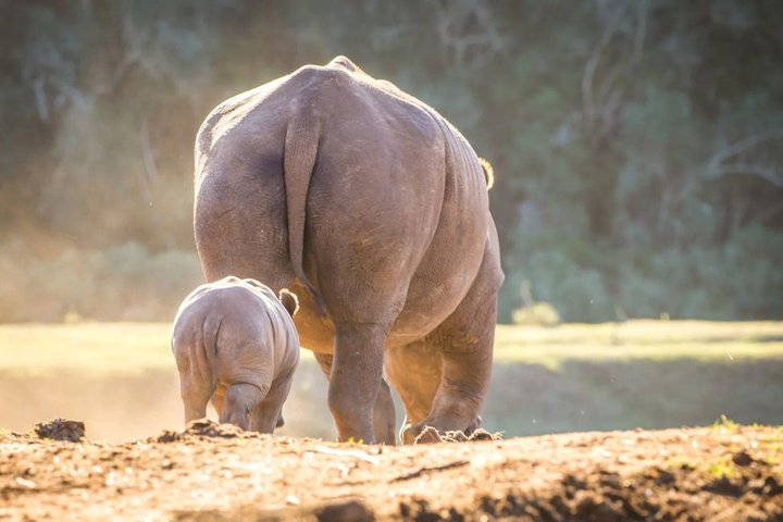 Mossel Bay Wildlife Safari Experience
