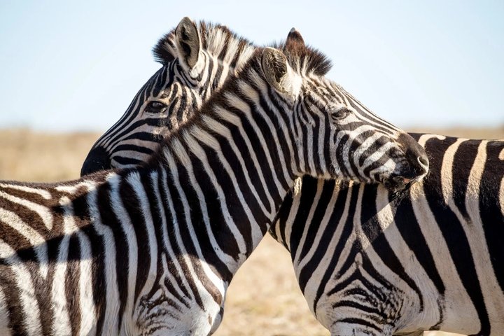 Mossel Bay Wildlife Safari Experience