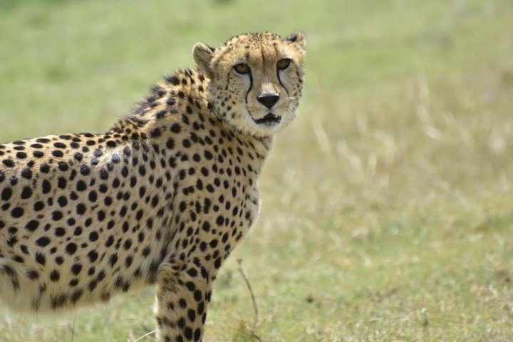 Mossel Bay Wildlife Safari Experience