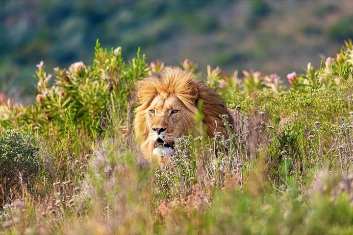 Mossel Bay Wildlife Safari Experience