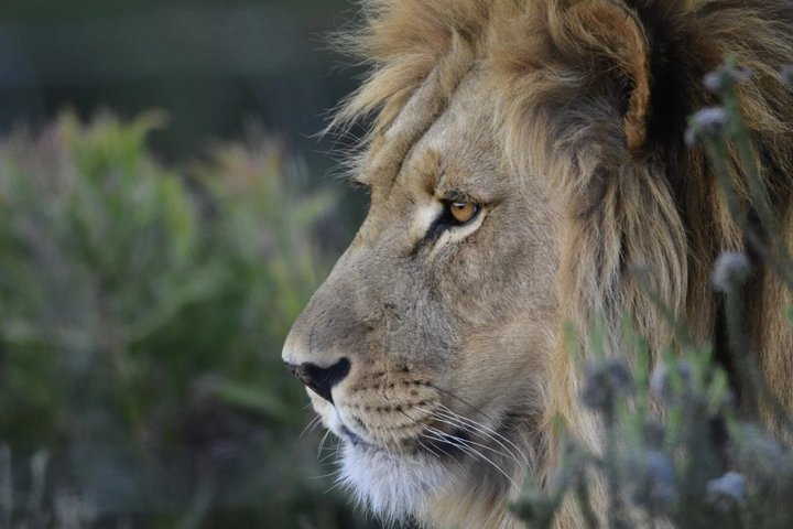 Mossel Bay Wildlife Safari Experience