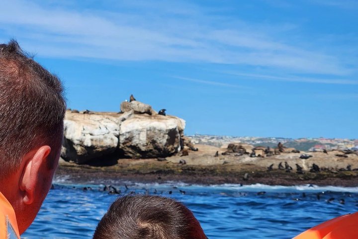 Seal Island Mossel Bay Tour