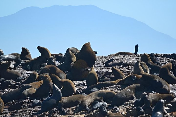Seal Island Mossel Bay Tour