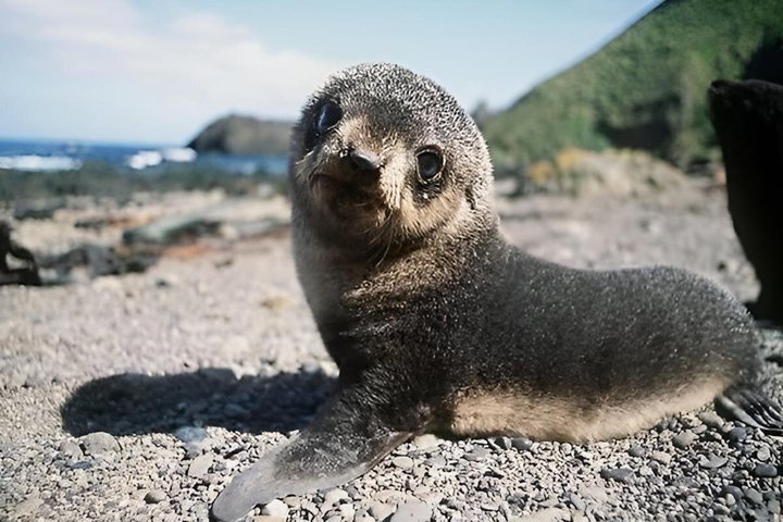 Seal Island Mossel Bay Tour