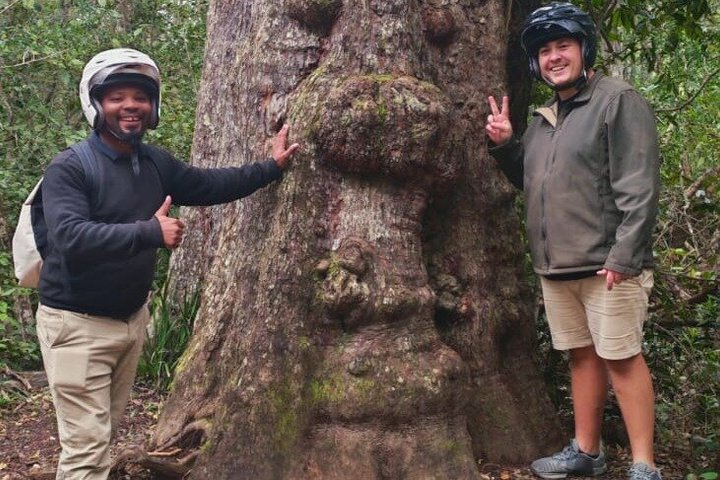 Tsitsikamma Park Shared Silent Rides Eco Scooter Tours