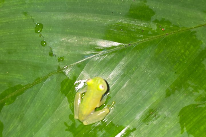 Night Adventure at Soberania National Park