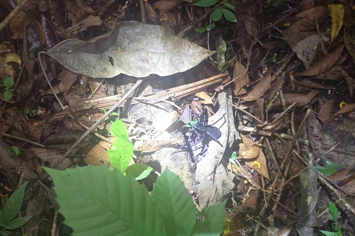 Night Adventure at Soberania National Park