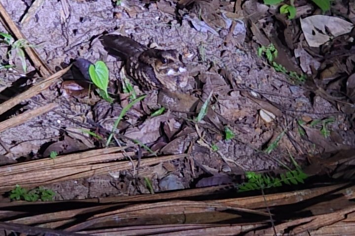 Night Adventure at Soberania National Park