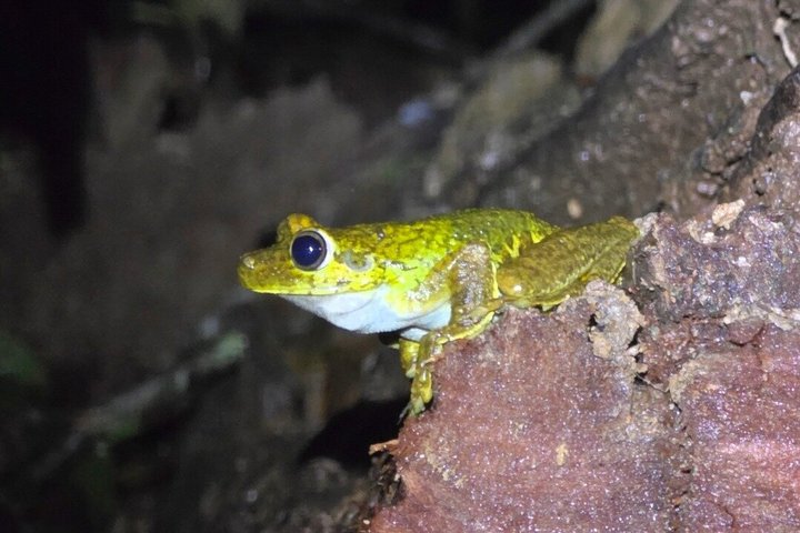 Night Adventure at Soberania National Park