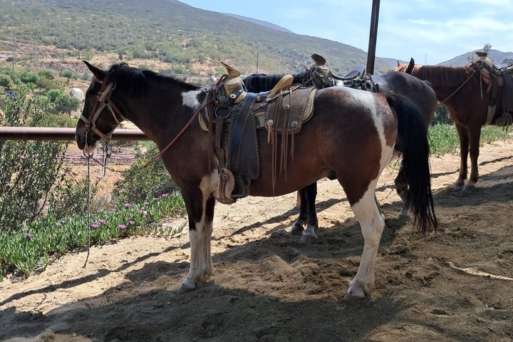 Private Shore Excursion: Beach or Canyon Horseback + Bufadora opt