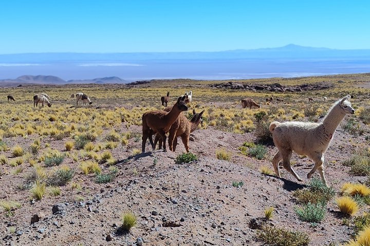 3-Day Tour in San Pedro de Atacama with Tickets and Food