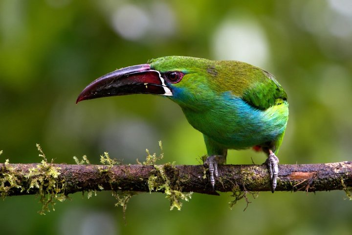 Mindo Cloud Forest: Hummingbirds, Birding & Waterfall Tour