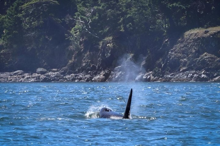 Port Townsend Wildlife Watching Boat Cruise