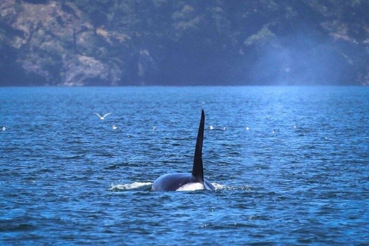 Port Townsend Wildlife Watching Boat Cruise